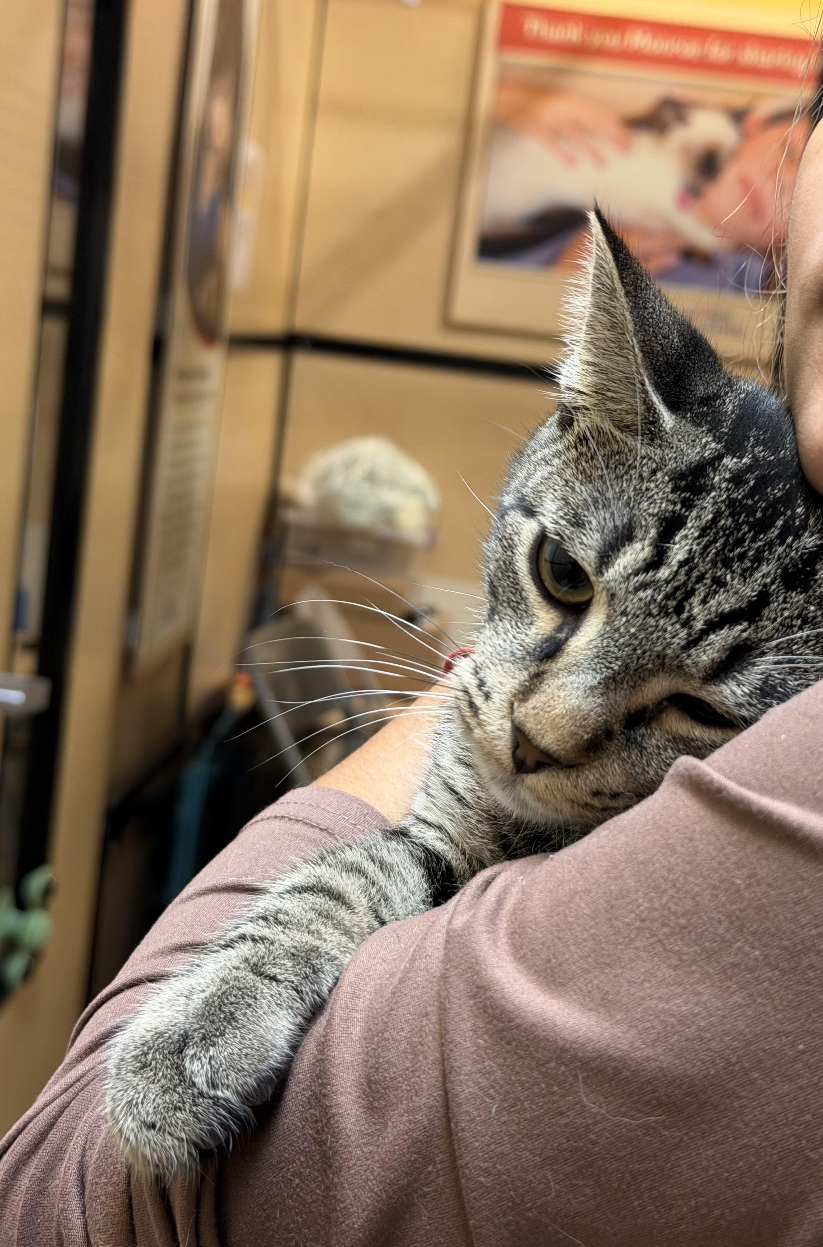 Two brothers: Bowser & Crash, a Adoptable American Shorthair in Charlotte, NC image 3/6