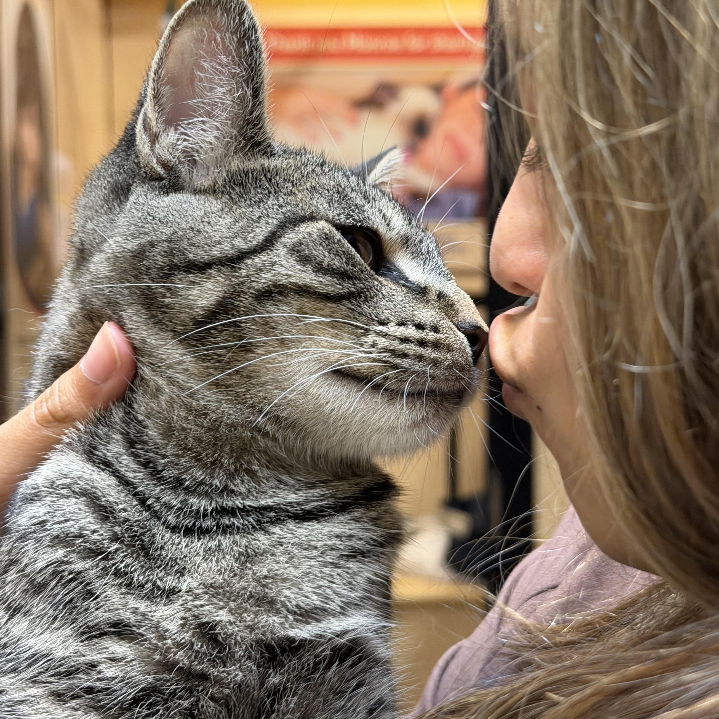 Two brothers: Bowser & Crash, a Adoptable American Shorthair in Charlotte, NC image 1/6