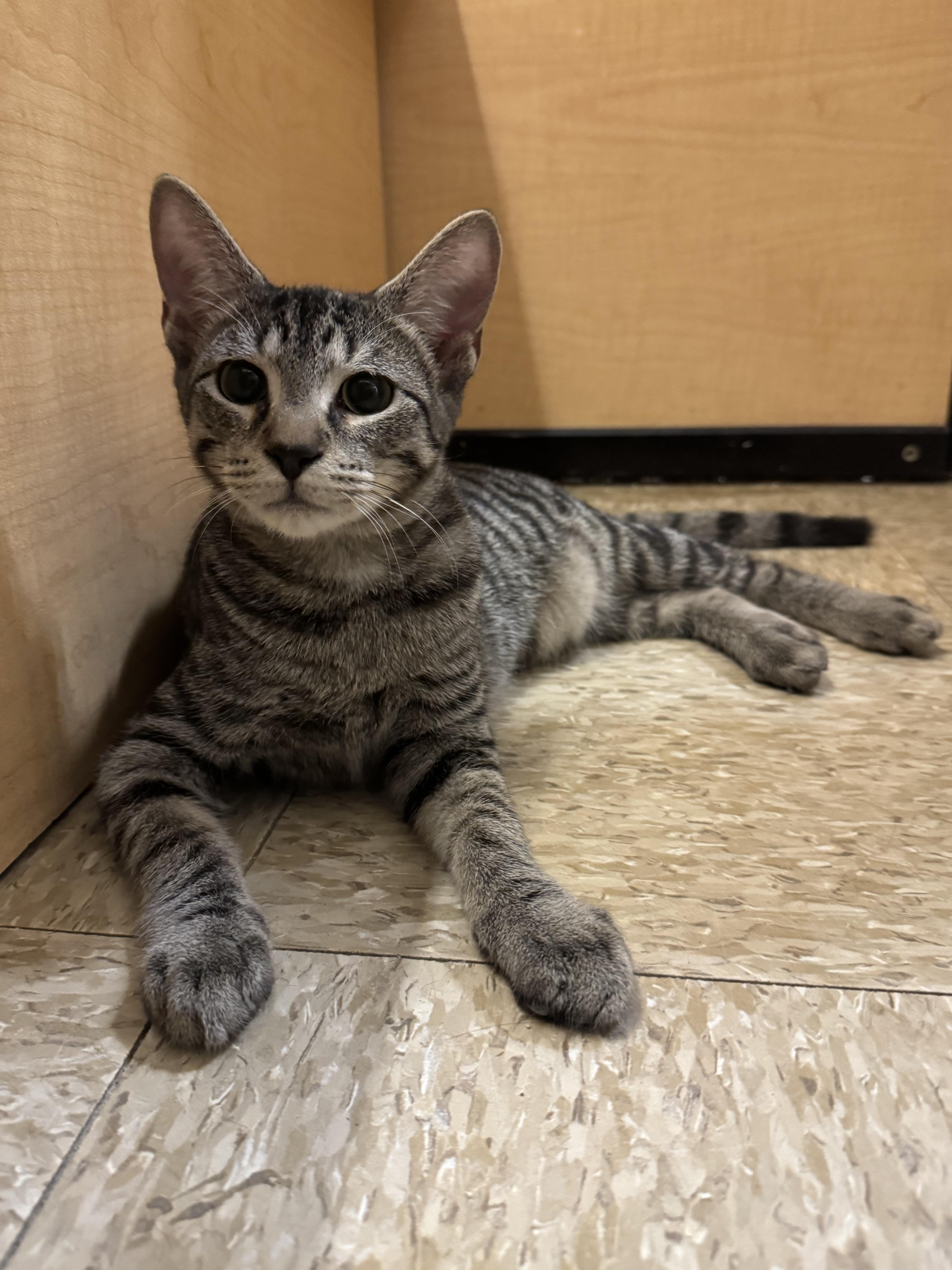 Two brothers: Bowser & Crash, a Adoptable American Shorthair in Charlotte, NC image 5/6