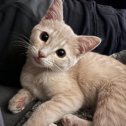 Enlarge Frankie, a Adoptable Domestic Short Hair in FAIRWAY, KS image 1/6