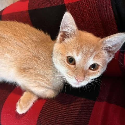 Enlarge Frankie, a Adoptable Domestic Short Hair in FAIRWAY, KS image 2/6