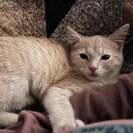 Enlarge Frankie, a Adoptable Domestic Short Hair in FAIRWAY, KS image 3/6