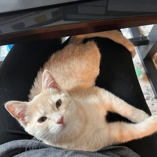 Enlarge Frankie, a Adoptable Domestic Short Hair in FAIRWAY, KS image 4/6