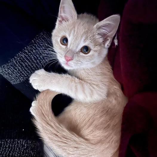 Enlarge Frankie, a Adoptable Domestic Short Hair in FAIRWAY, KS image 5/6