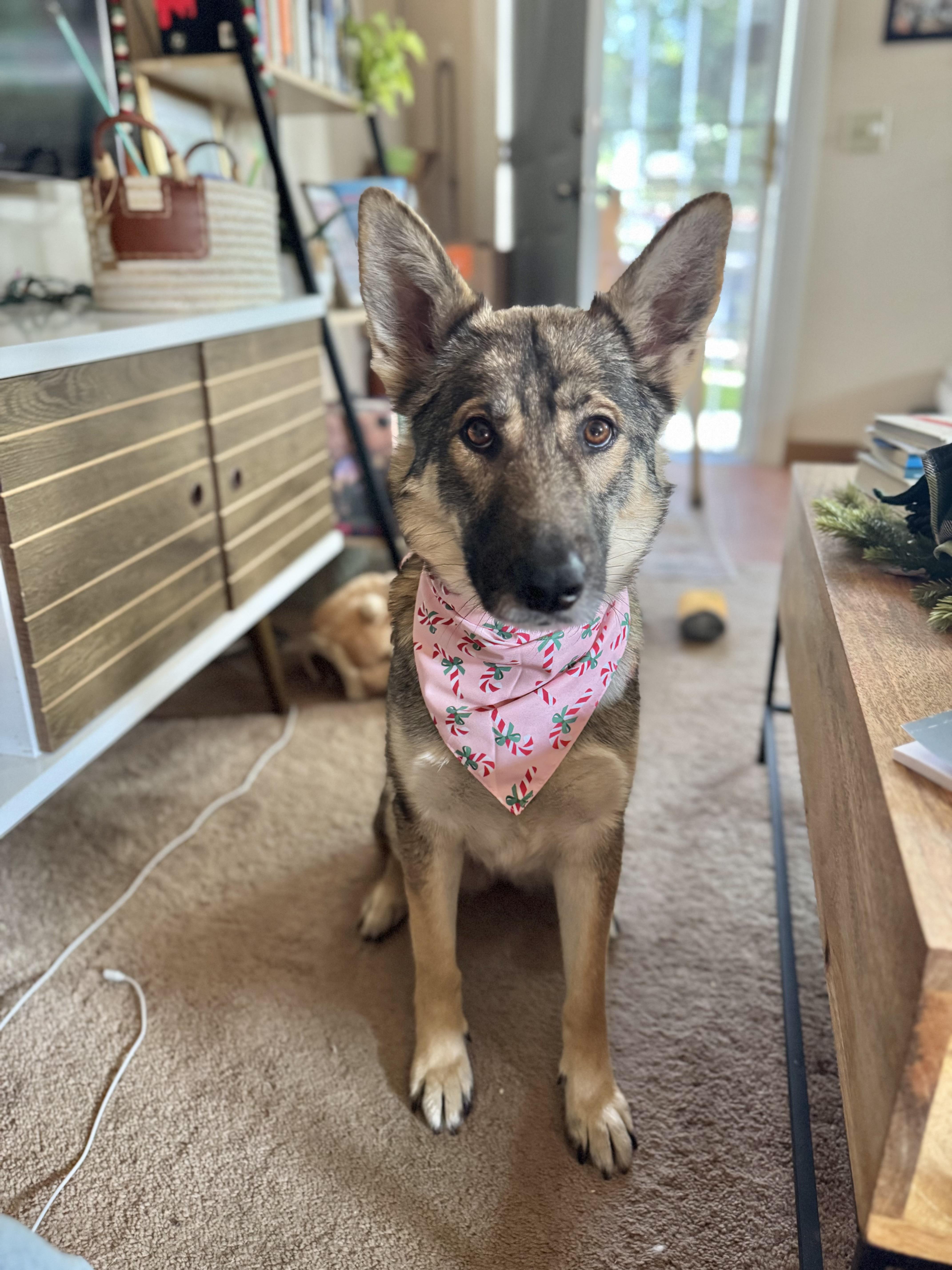 Carol is a shy dog , adopted, Adult Female German Shepherd Dog & Norwegian Elkhound.
