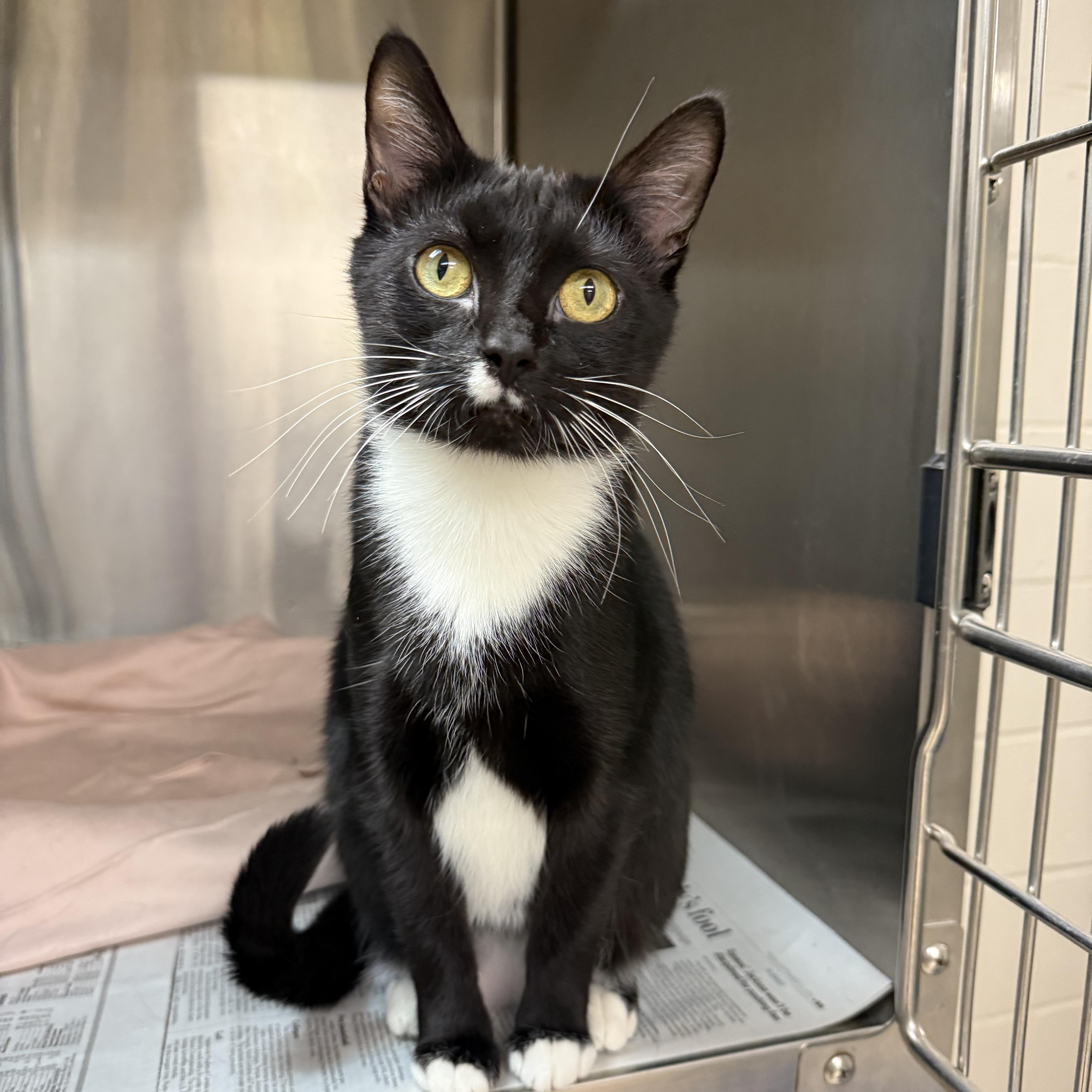 Rosa, Adoptable, Young Female Domestic Short Hair.