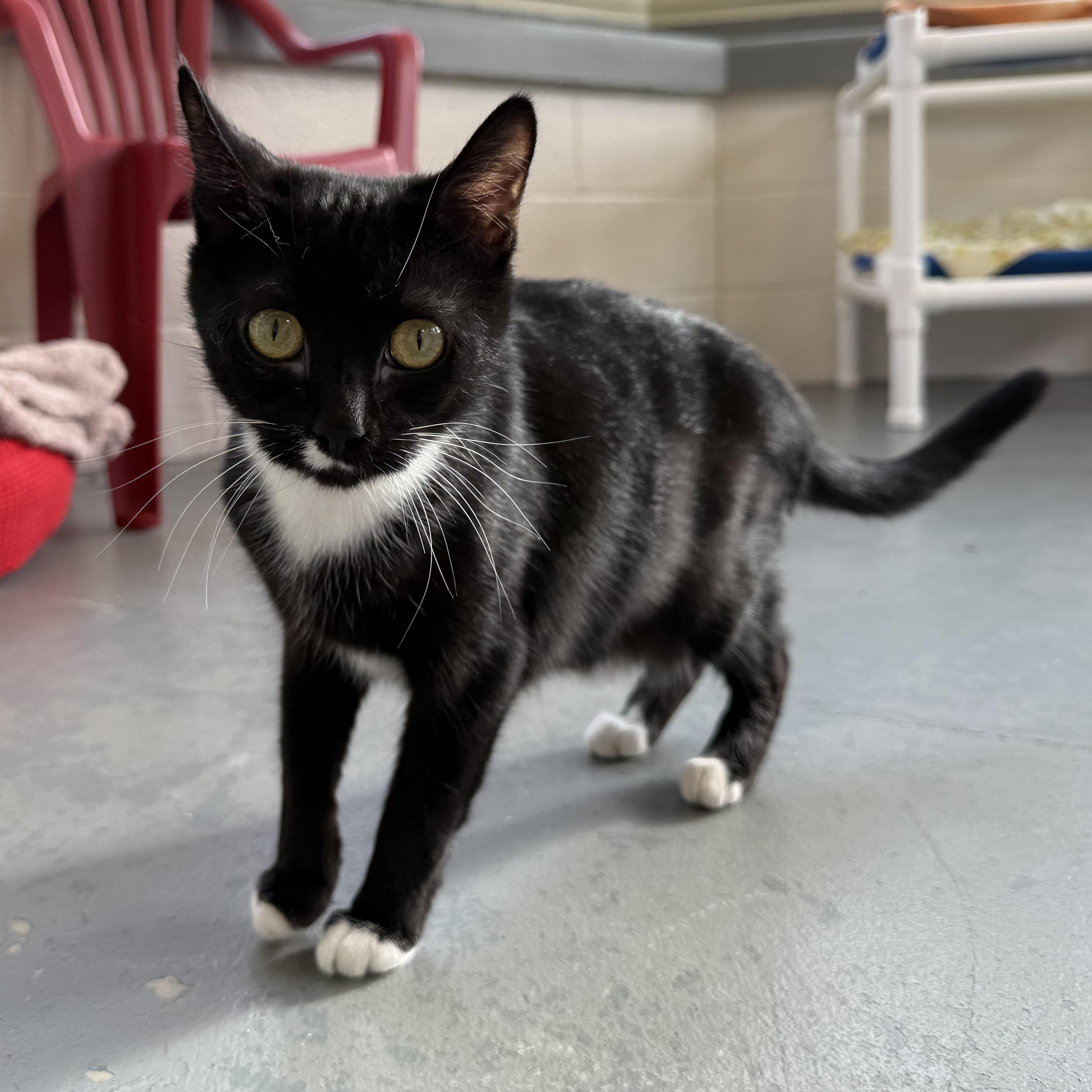 Rosa, a Adoptable Domestic Short Hair in Latrobe, PA image 6/6