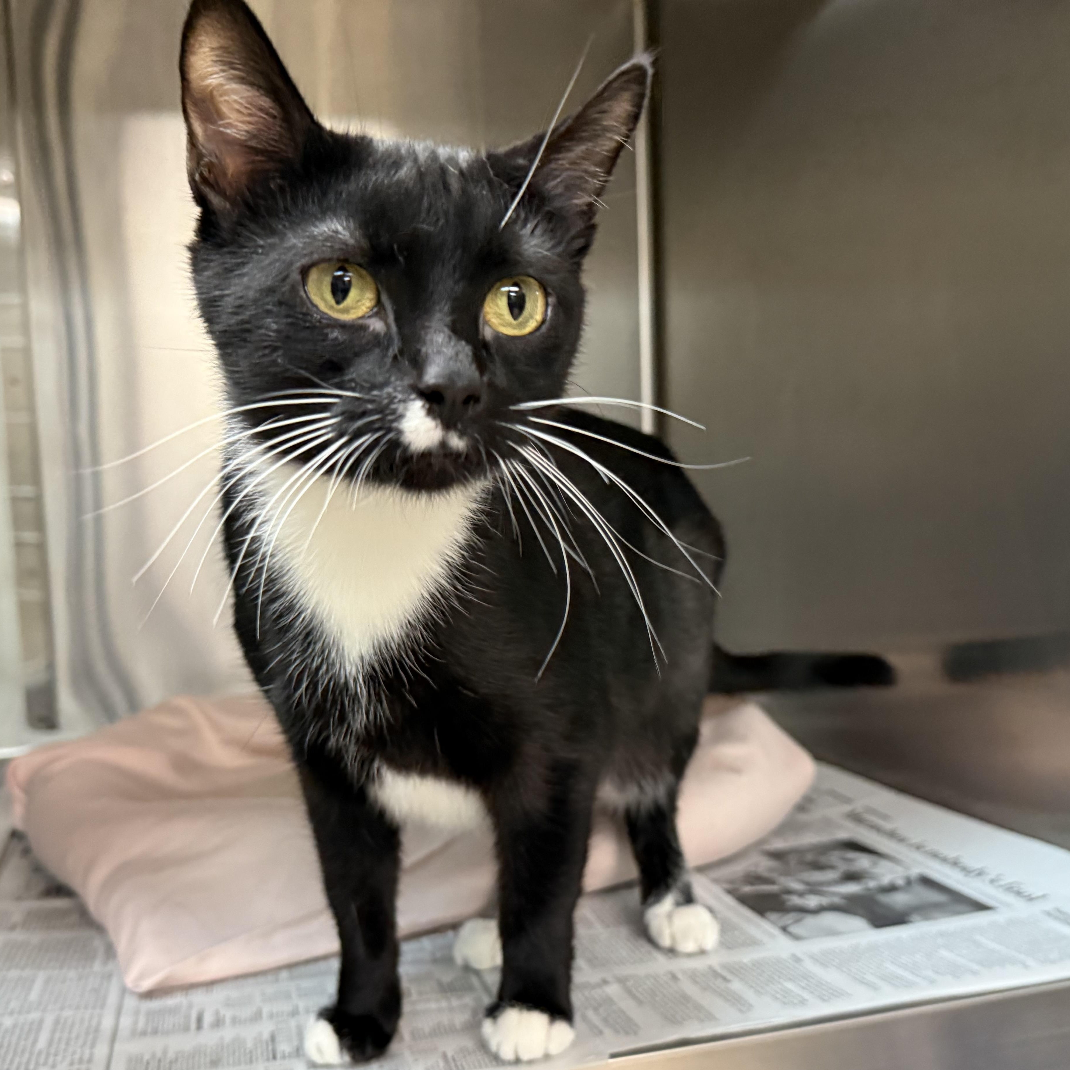 Rosa, a Adoptable Domestic Short Hair in Latrobe, PA image 2/6