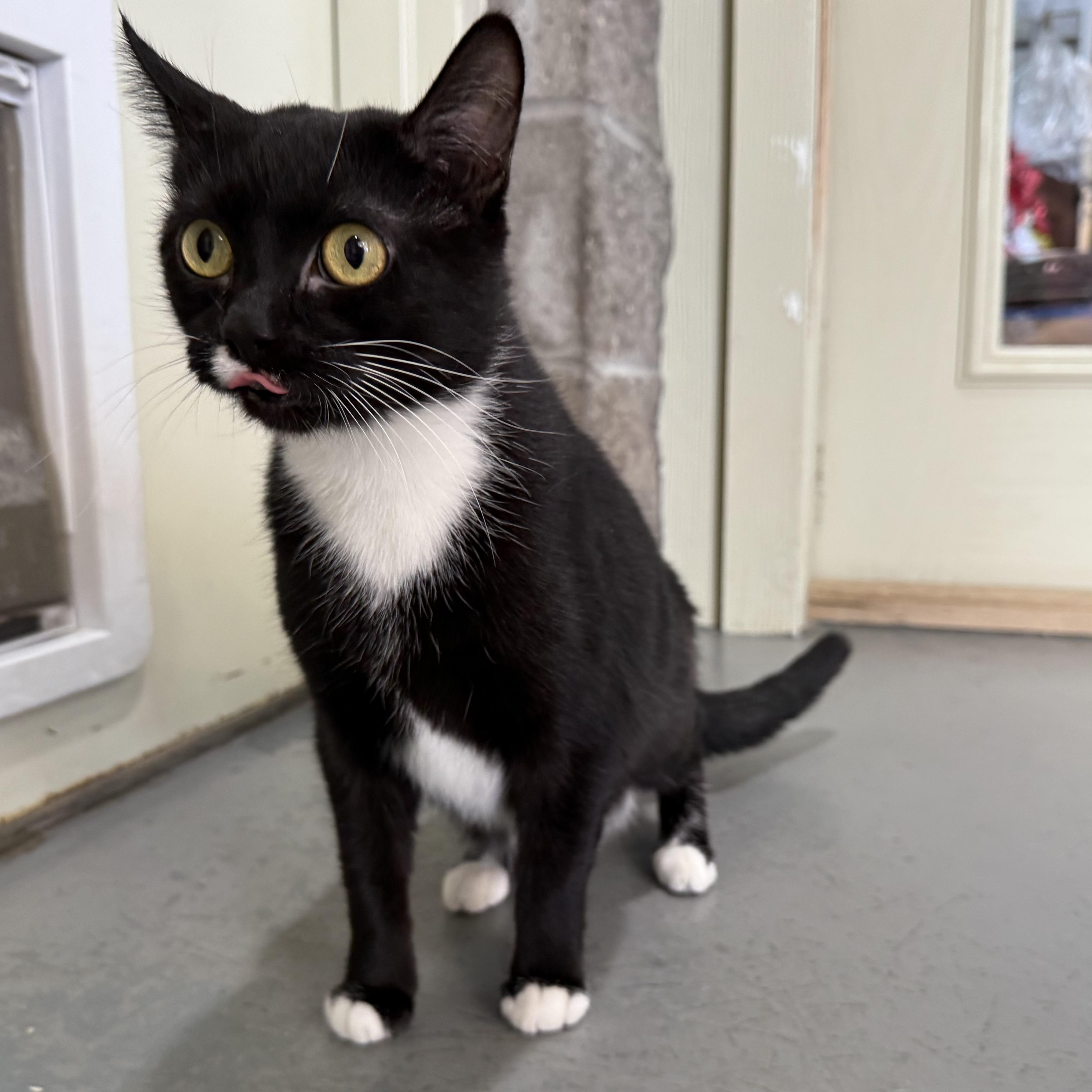 Rosa, a Adoptable Domestic Short Hair in Latrobe, PA image 5/6