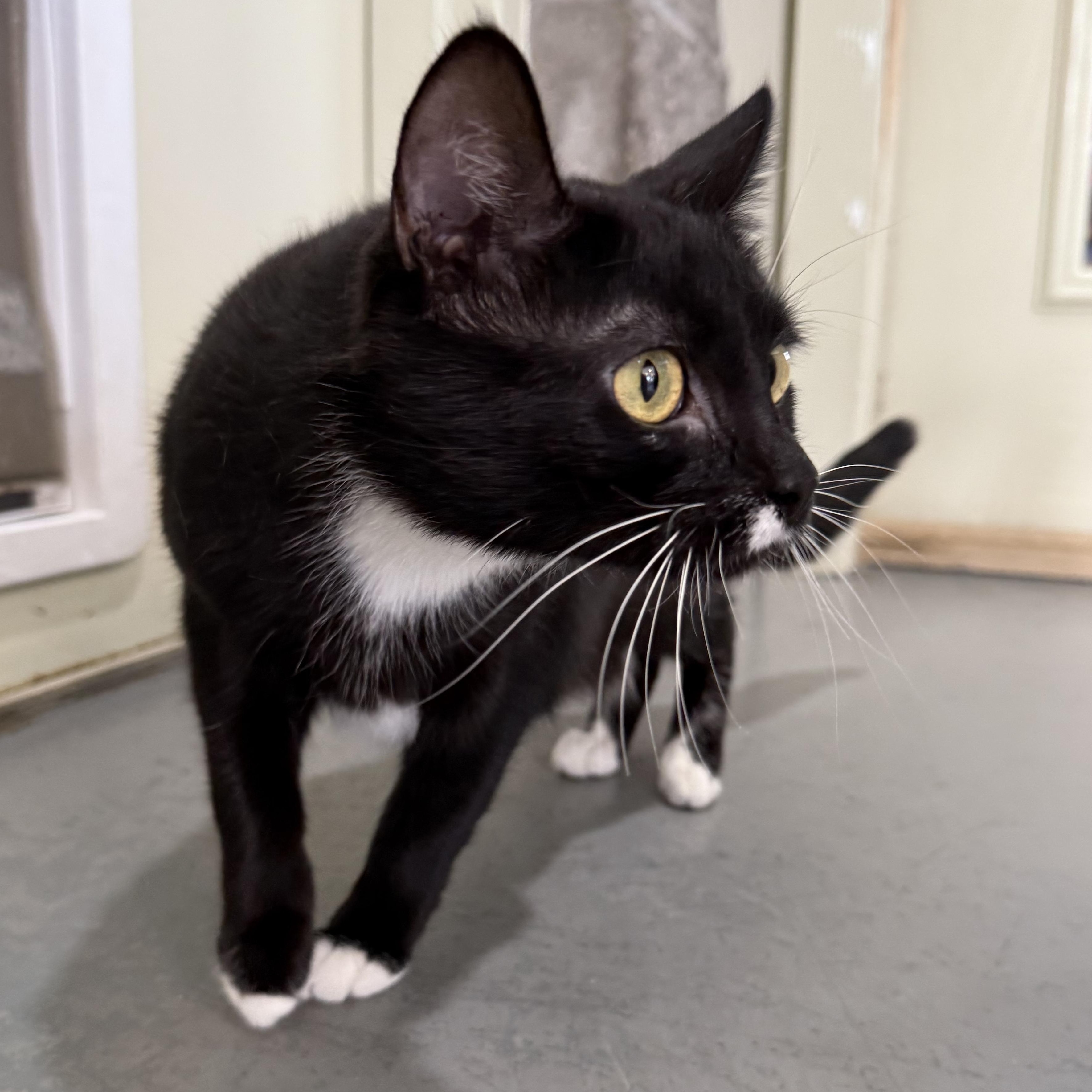 Rosa, a Adoptable Domestic Short Hair in Latrobe, PA image 4/6