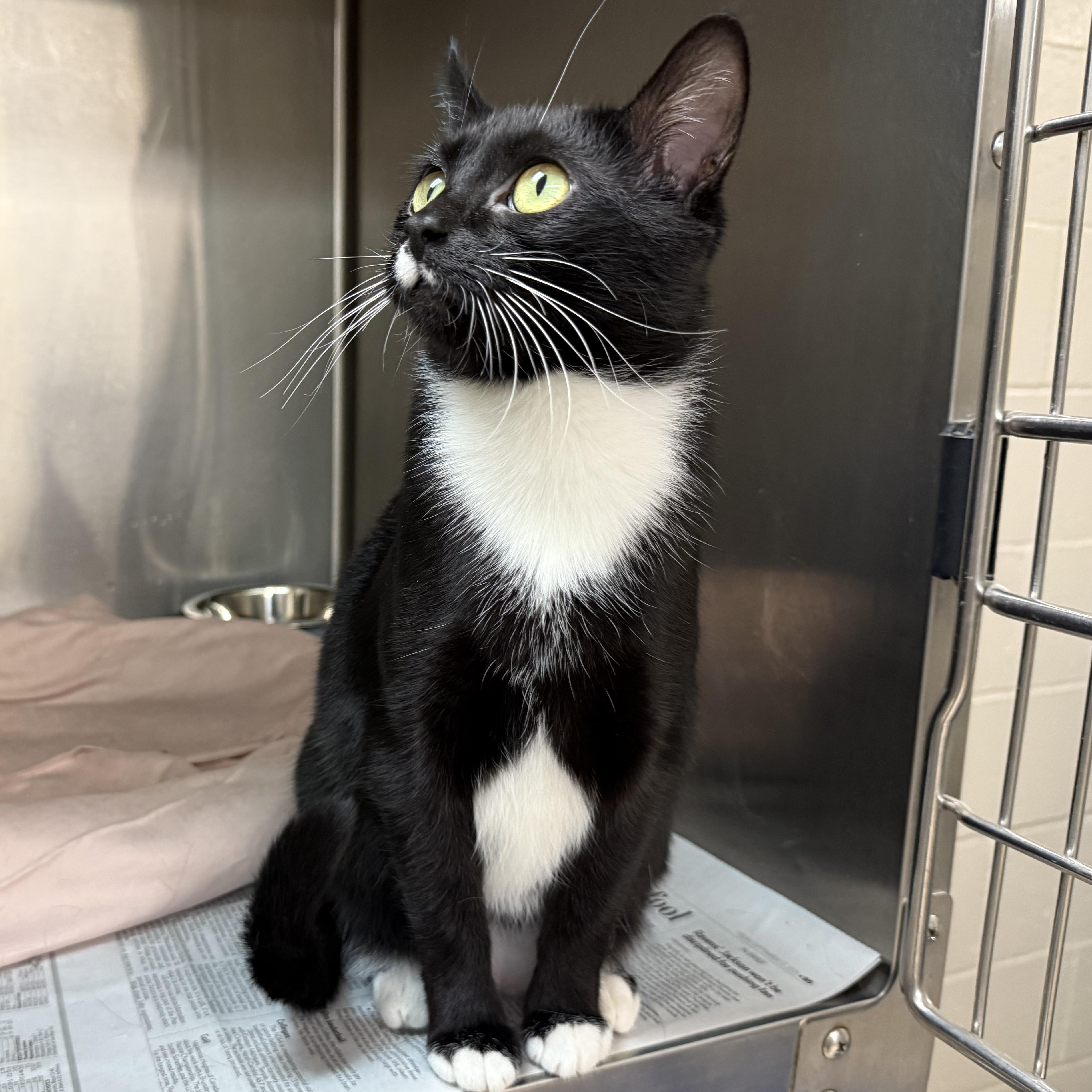 Rosa, a Adoptable Domestic Short Hair in Latrobe, PA image 3/6