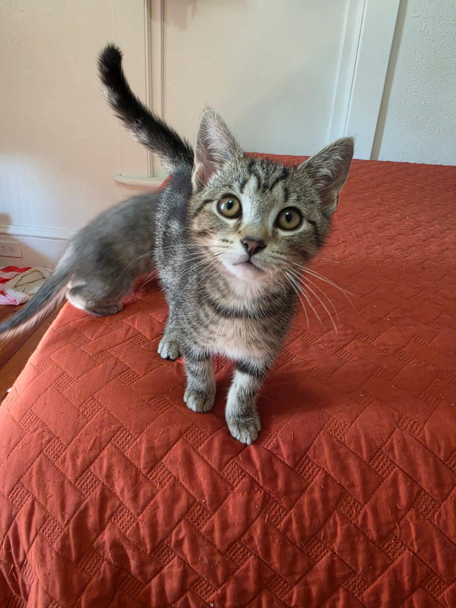 Enlarge Gherkin, an adopted Domestic Short Hair in Roanoke, VA image 1/3