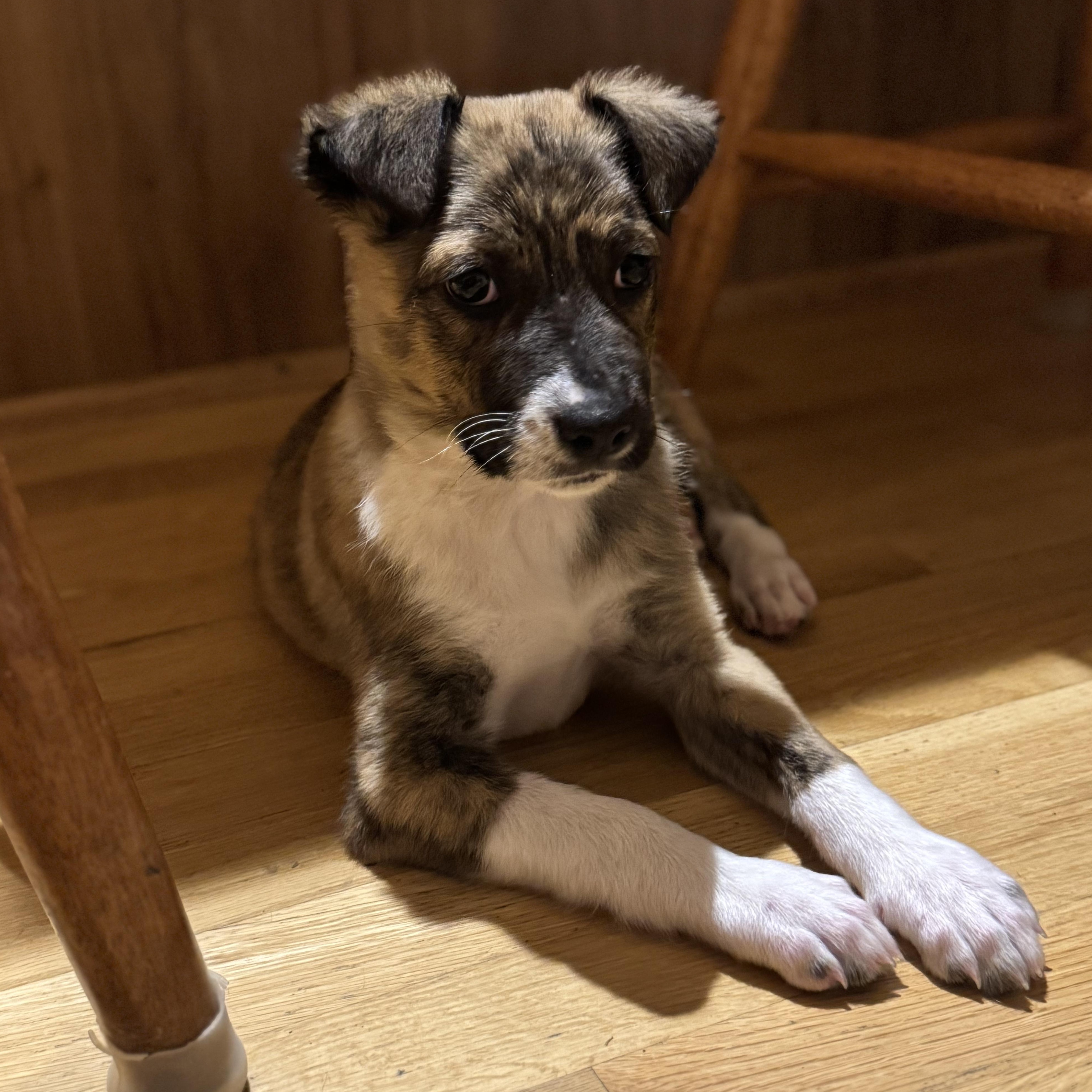 Enlarge Journey , a ADOPTABLE mixed breed in Lexington, KY image 4/6