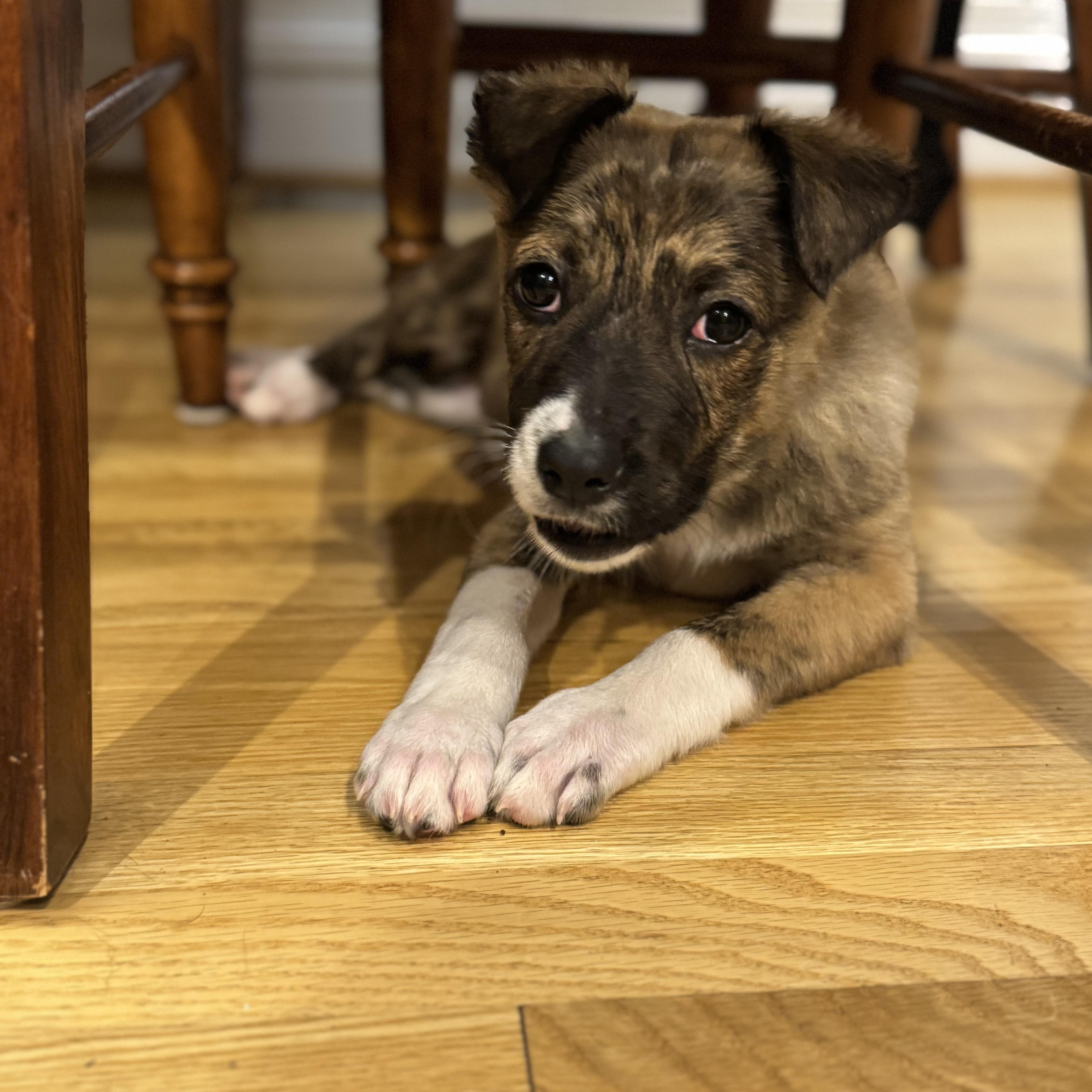 Enlarge Journey , a ADOPTABLE mixed breed in Lexington, KY image 6/6