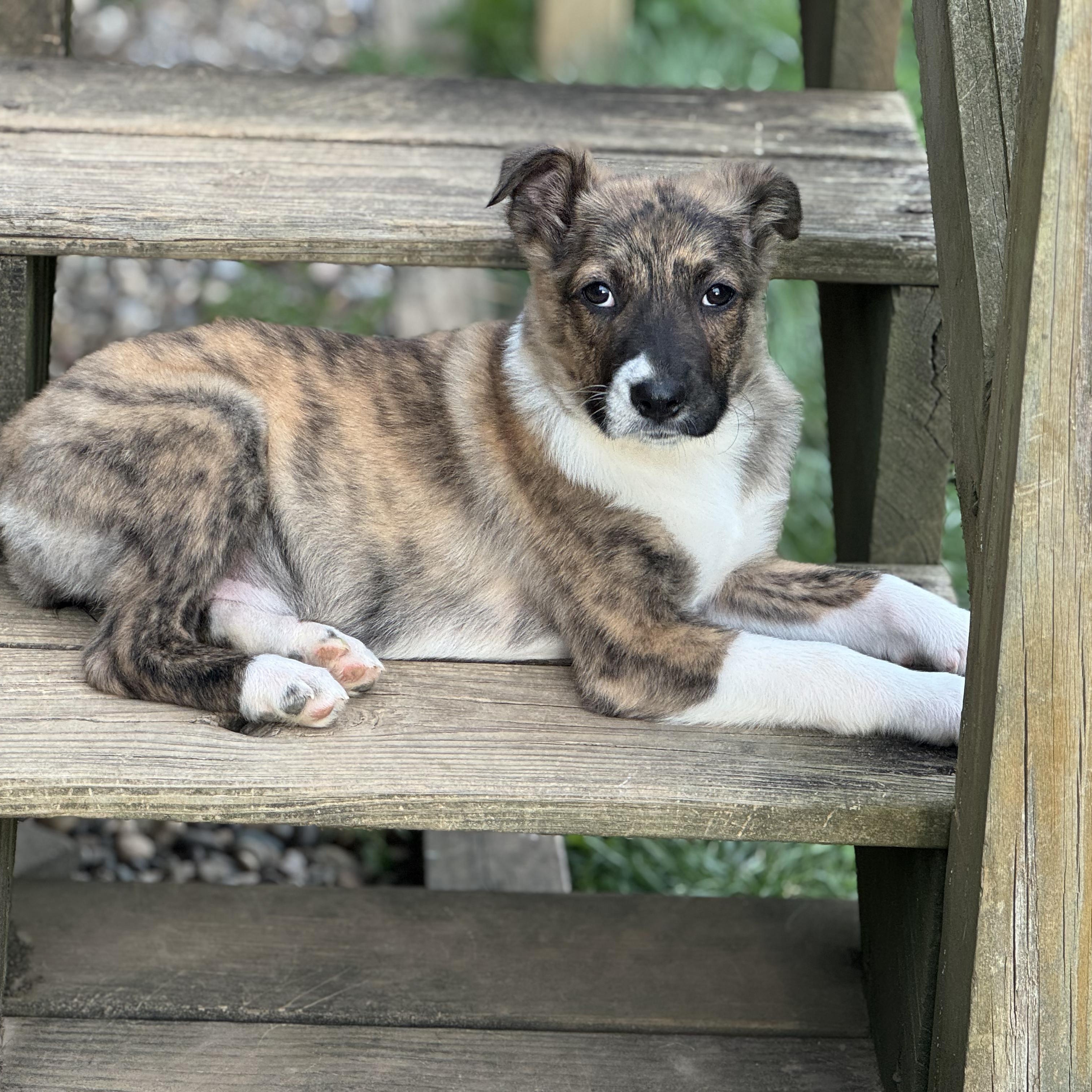 Journey , ADOPTABLE, Young Female Mountain Cur.
