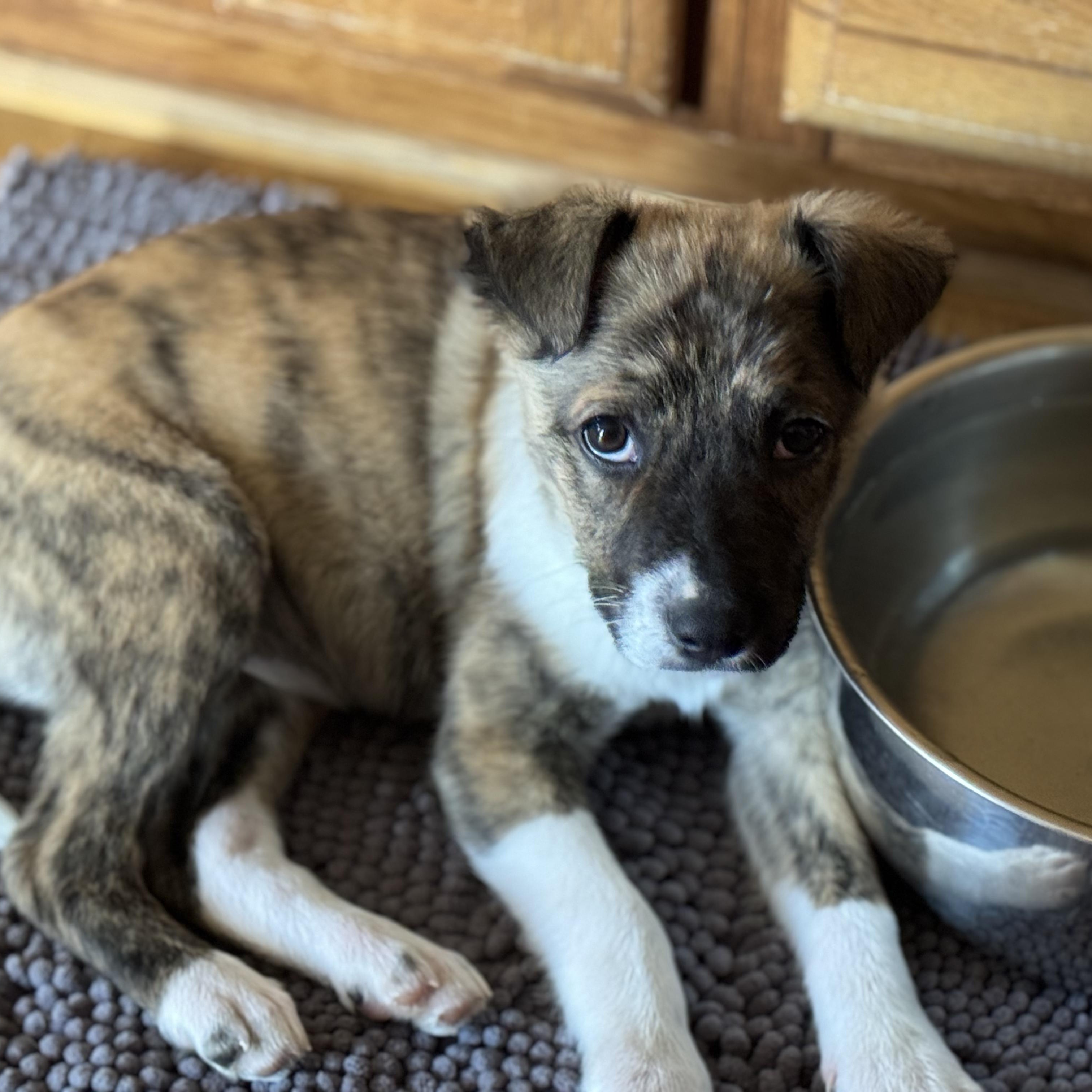 Enlarge Journey , a ADOPTABLE mixed breed in Lexington, KY image 3/6