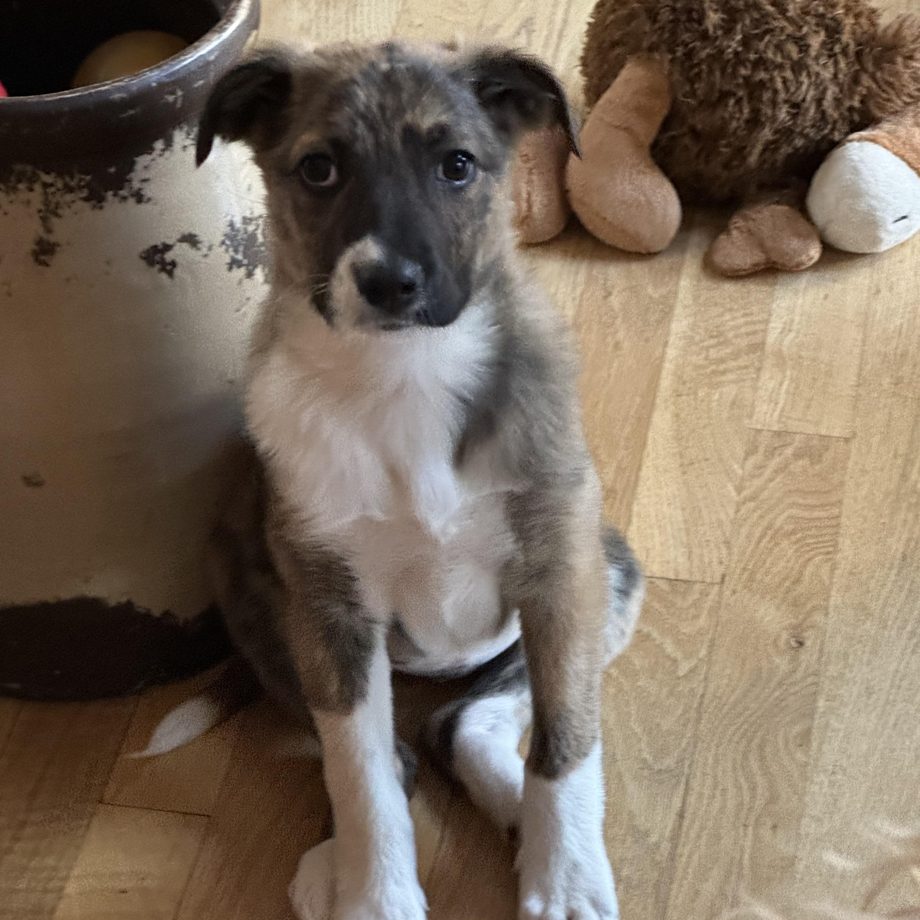 Enlarge Journey , a ADOPTABLE mixed breed in Lexington, KY image 2/6