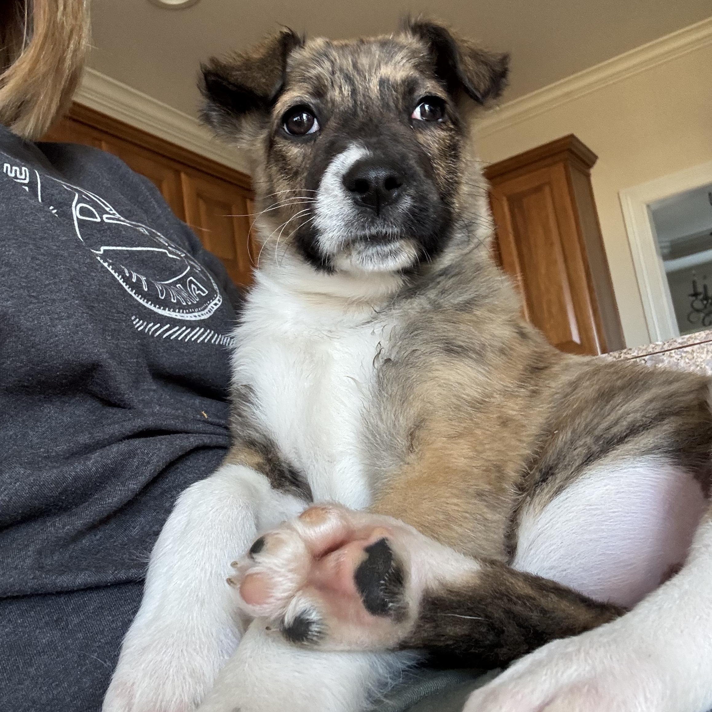 Enlarge Journey , a ADOPTABLE mixed breed in Lexington, KY image 5/6