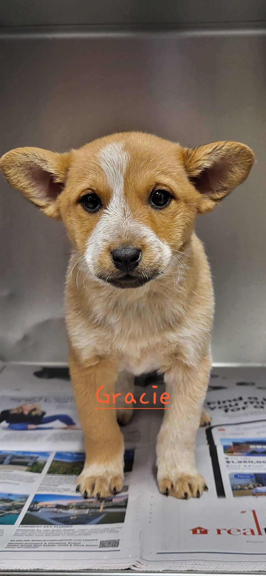 Enlarge Gracie, a ADOPTABLE mixed breed in Marion, MS image 1/1