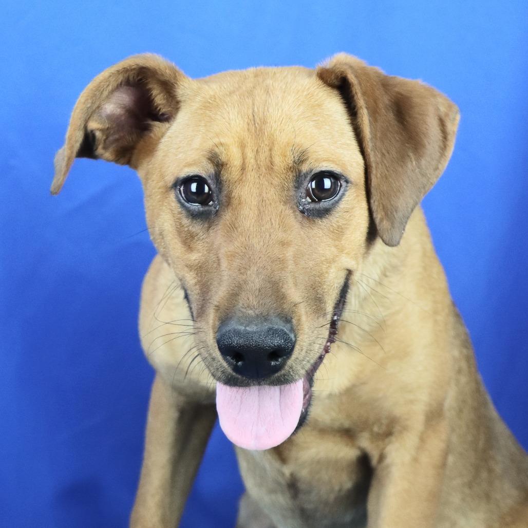 Scrappy, Adoptable, Young Female Labrador Retriever.