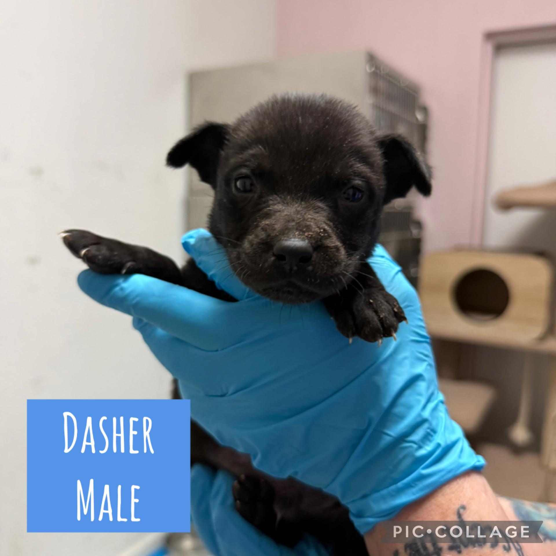 Enlarge Holiday puppies ready Dec 31 (male), a Adoptable Mixed Breed in Toledo, OH image 1/6