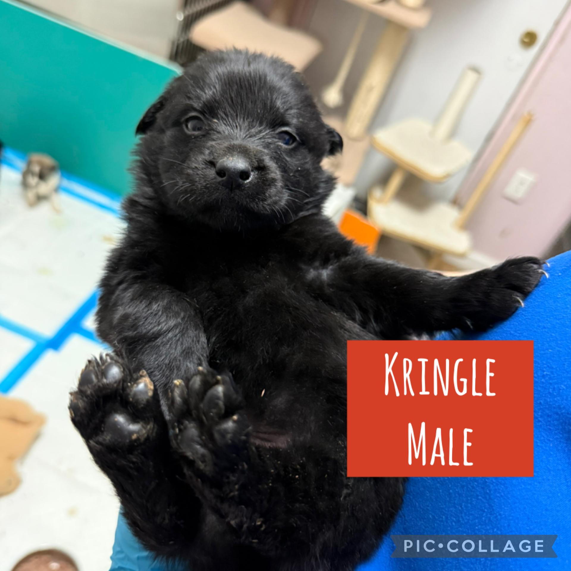 Enlarge Holiday puppies ready Dec 31 (male), a Adoptable Mixed Breed in Toledo, OH image 5/6