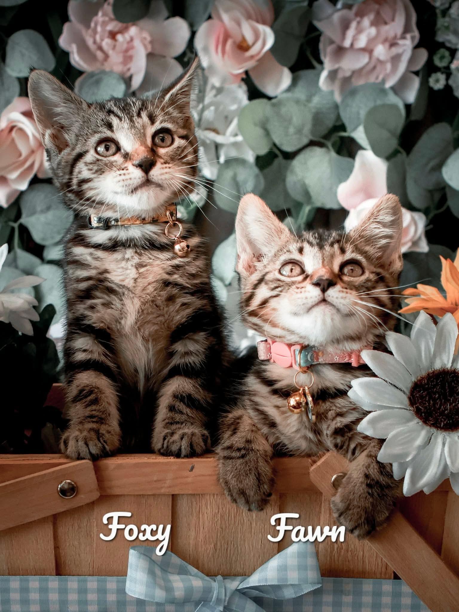 Fawn, a ADOPTABLE Domestic Short Hair in Bensalem, PA image 3/3
