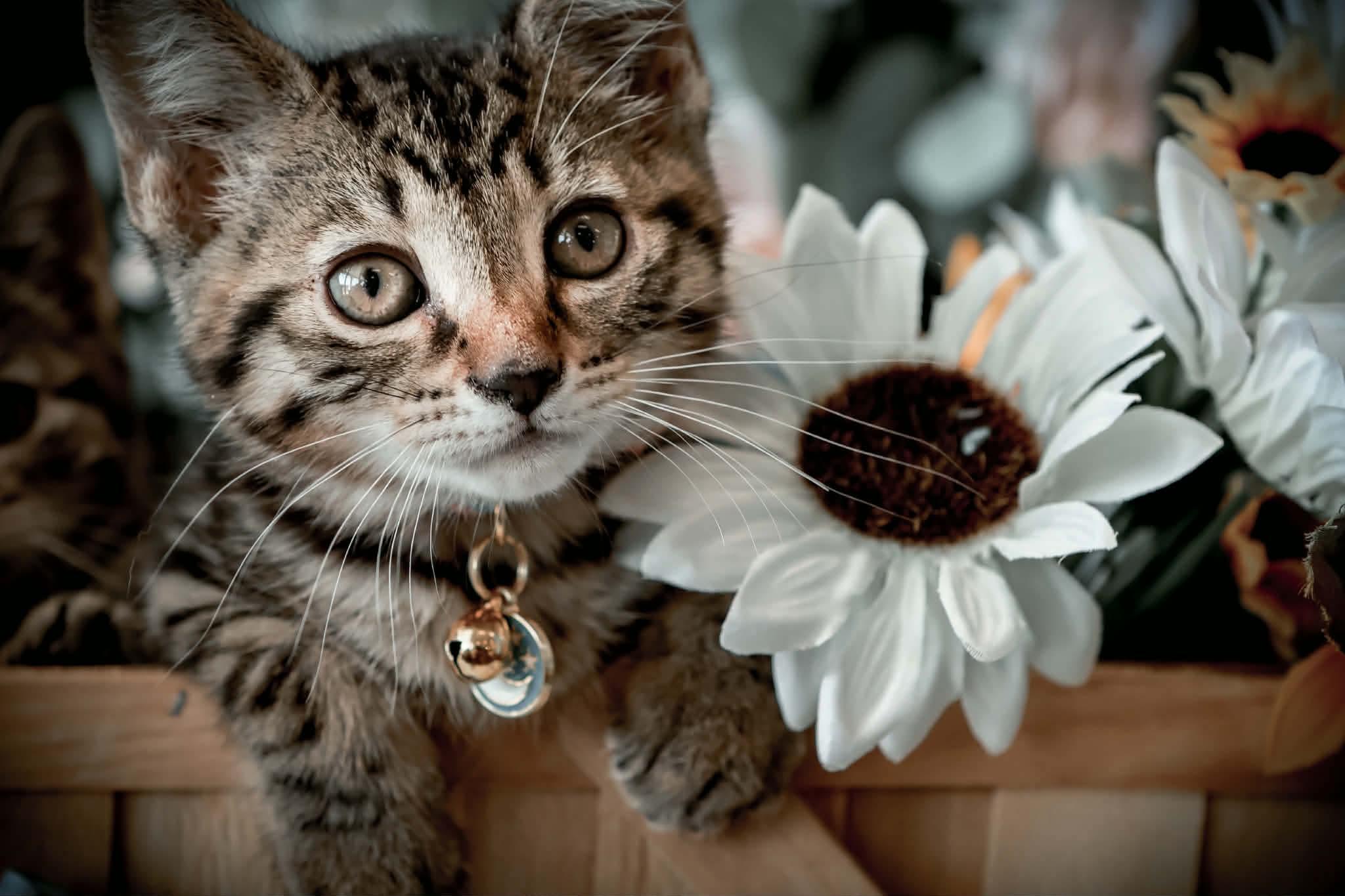 Fawn, ADOPTABLE, Kitten Female Domestic Short Hair.