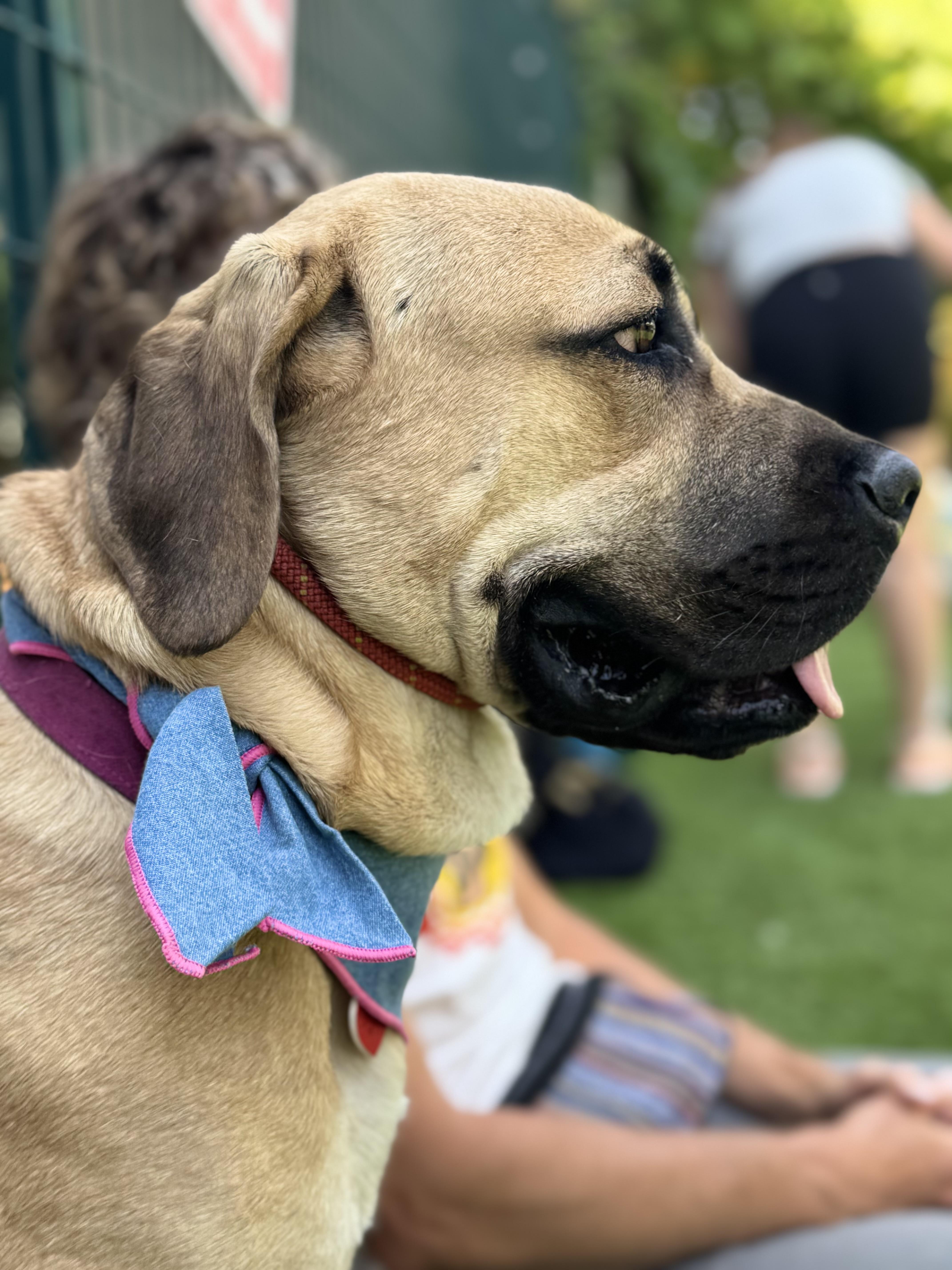 Cordelia Cupp, an adoptable Mastiff, Boerboel in Los Angeles, CA, 90035 | Photo Image 3