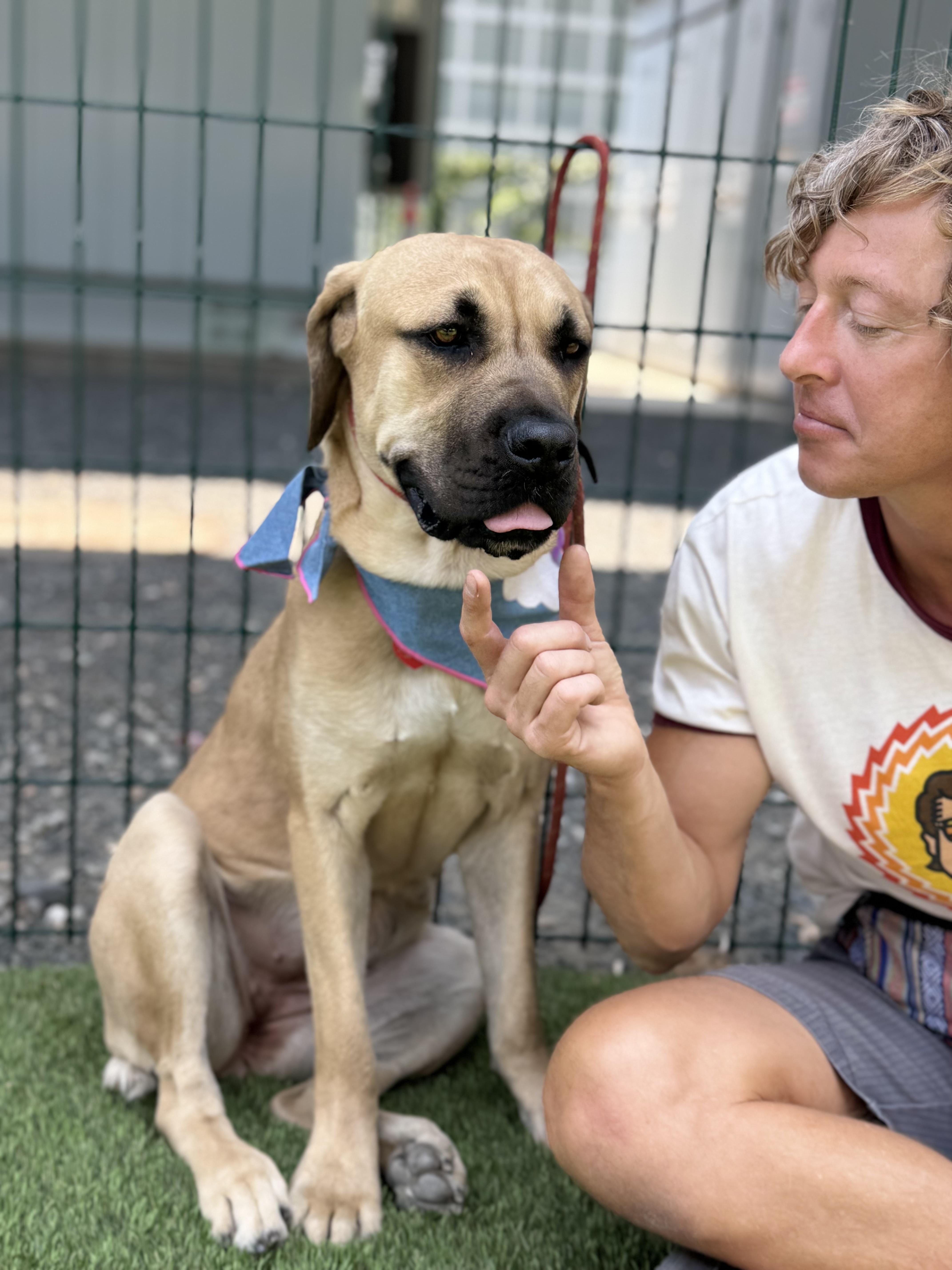 Cordelia Cupp, an adoptable Mastiff, Boerboel in Los Angeles, CA, 90035 | Photo Image 5