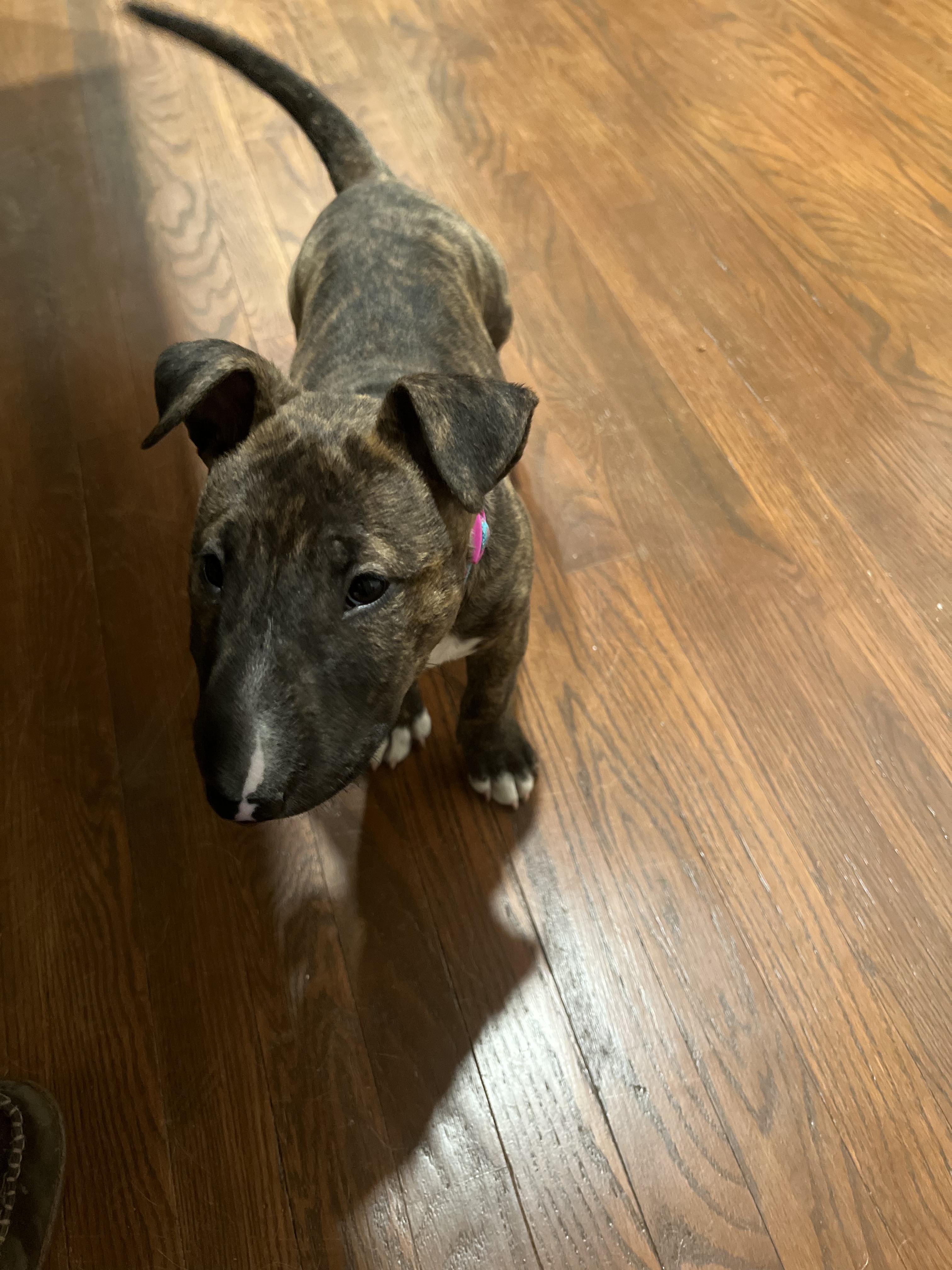 23-007 Godiva, Adopted, Adult Female Bull Terrier.