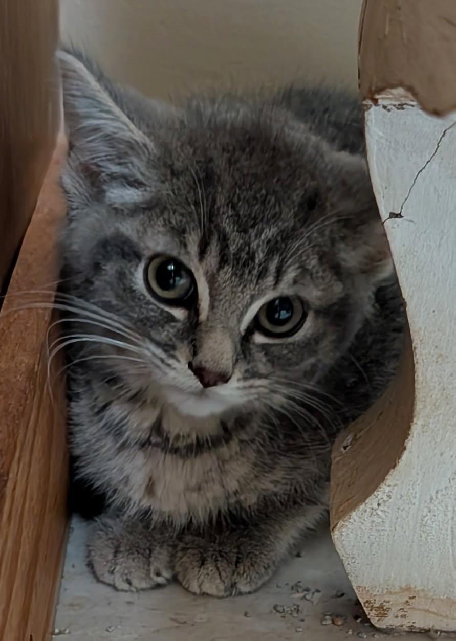Rufus    (Bonded to Purrfect)