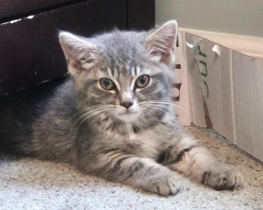 Rufus    (Bonded to Purrfect)