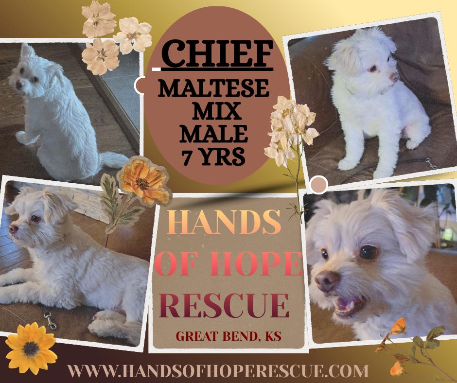 CHIEF, an adopted mixed breed in Great Bend, KS image 1/2