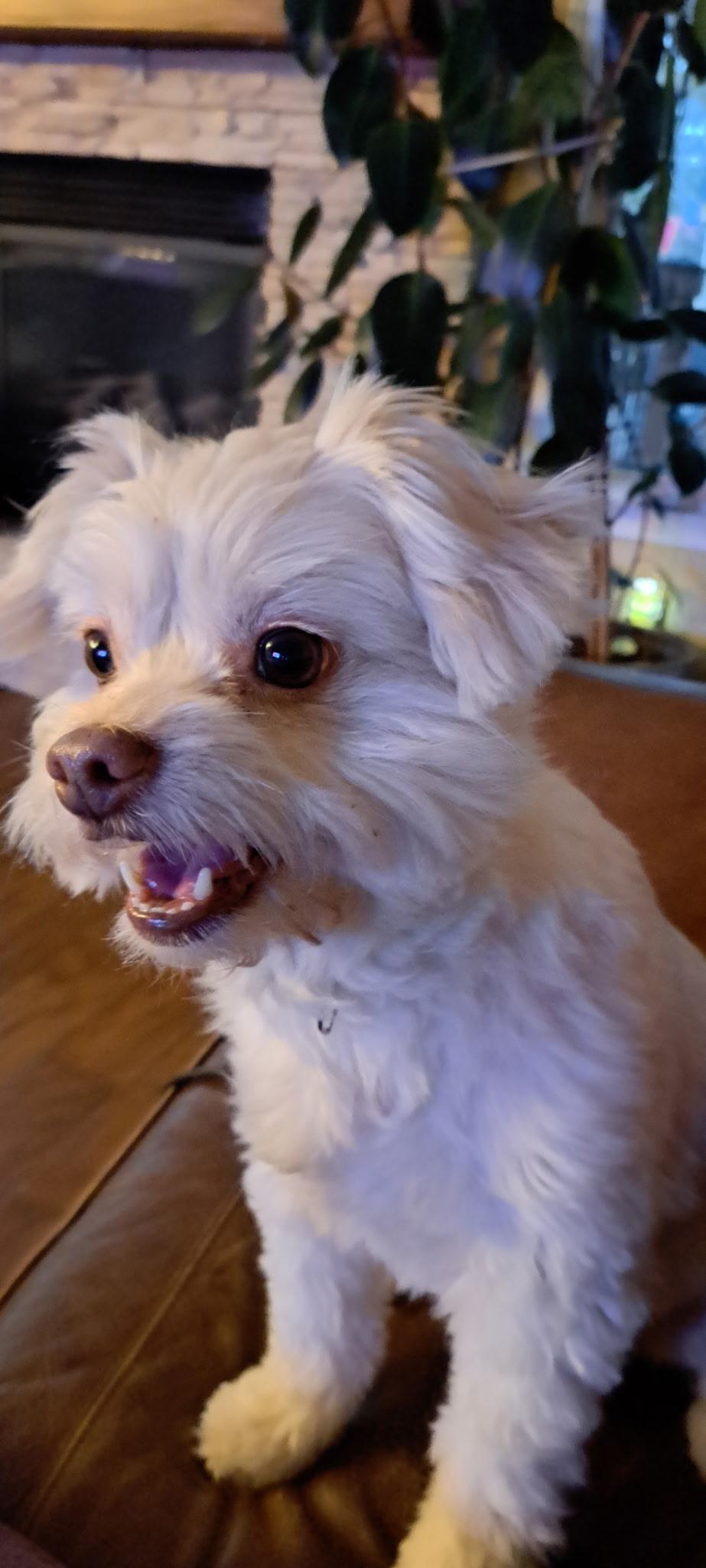 CHIEF, an adopted mixed breed in Great Bend, KS image 2/2