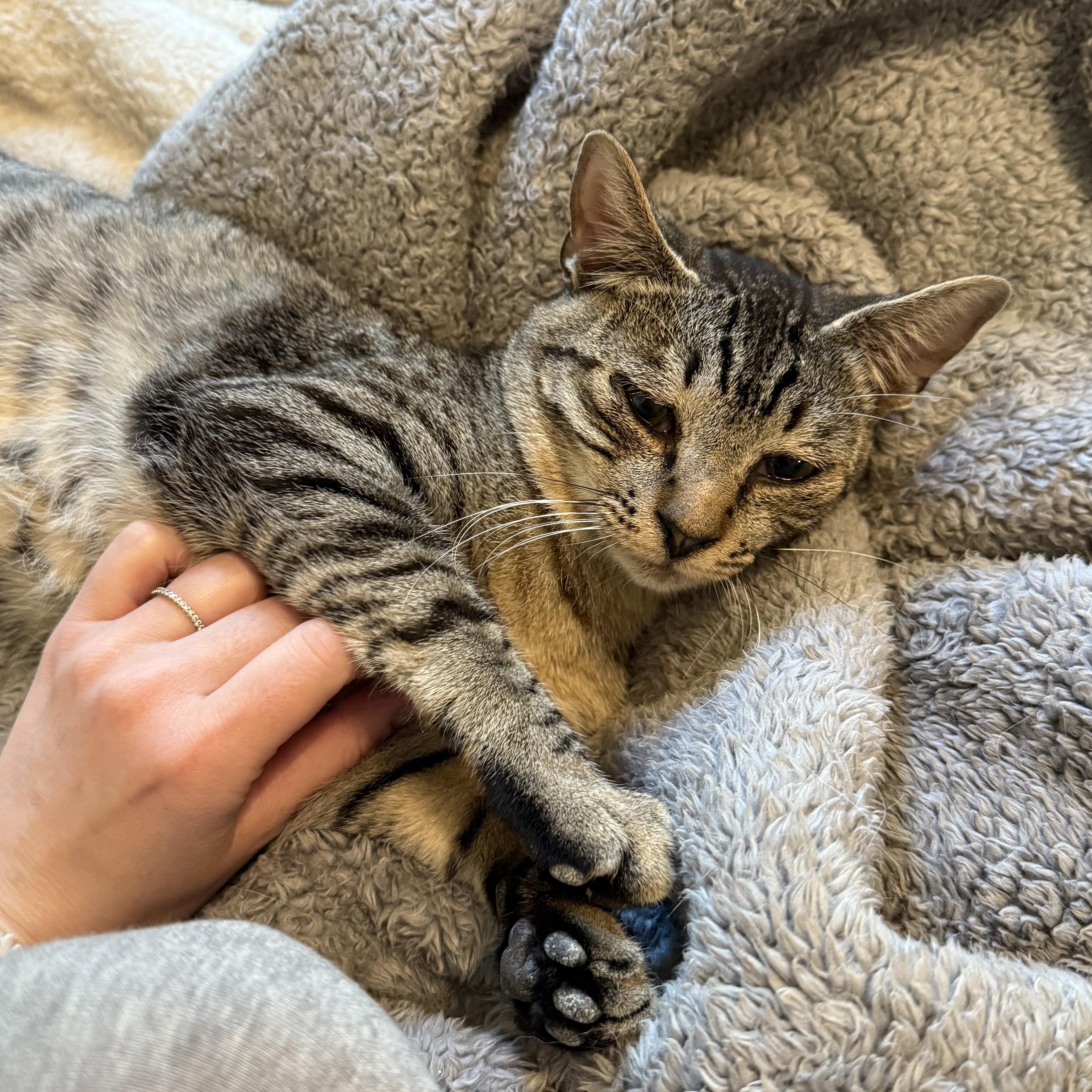 Enlarge Kennedy, a Adoptable mixed breed in Ellensburg, WA image 5/5