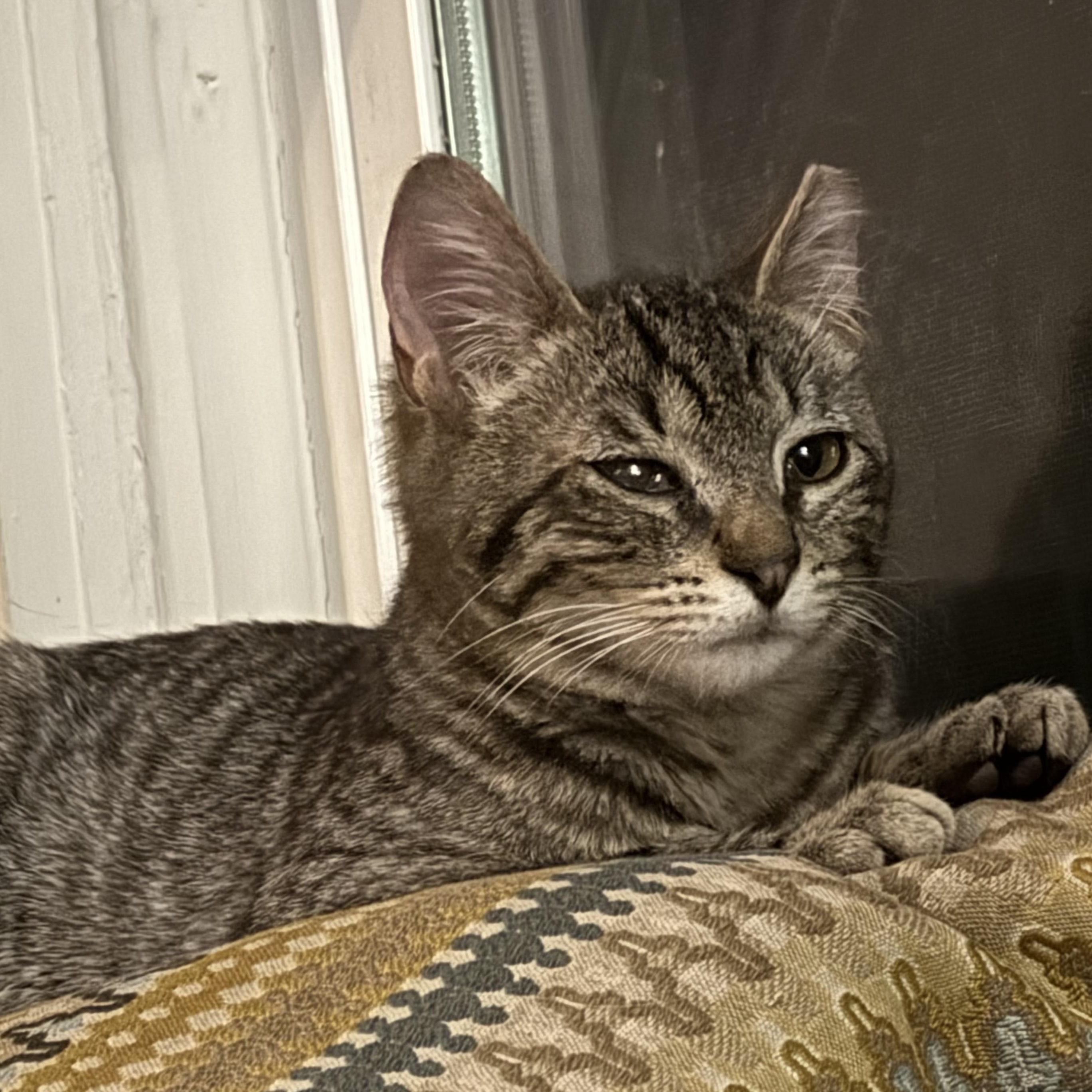 Enlarge Kennedy, a Adoptable mixed breed in Ellensburg, WA image 1/5