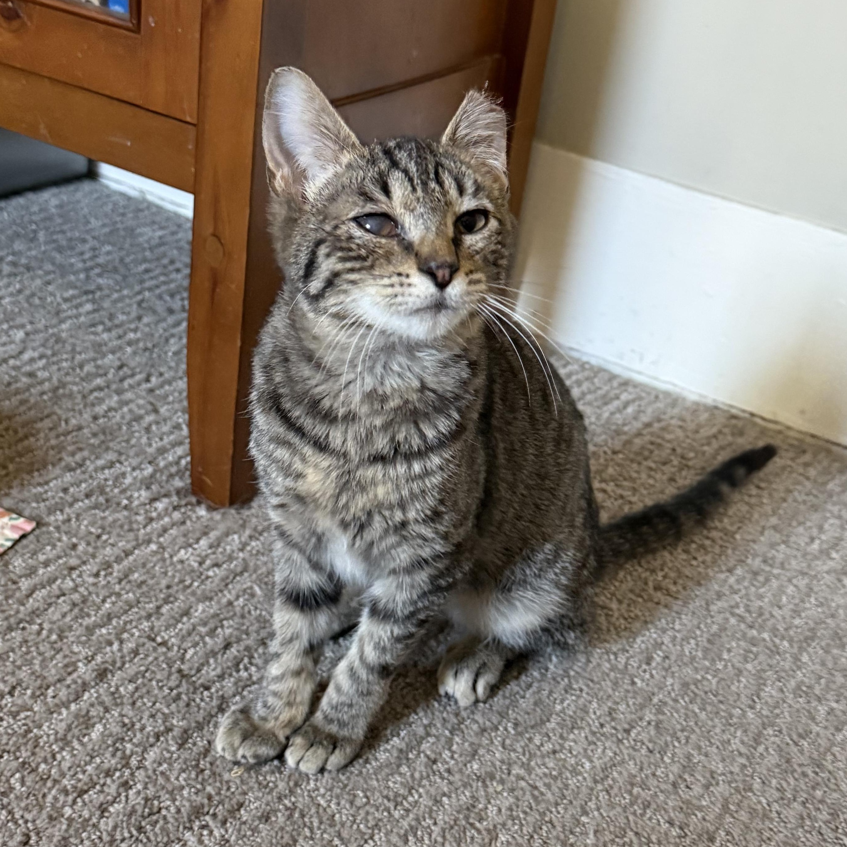 Enlarge Kennedy, a Adoptable mixed breed in Ellensburg, WA image 3/5
