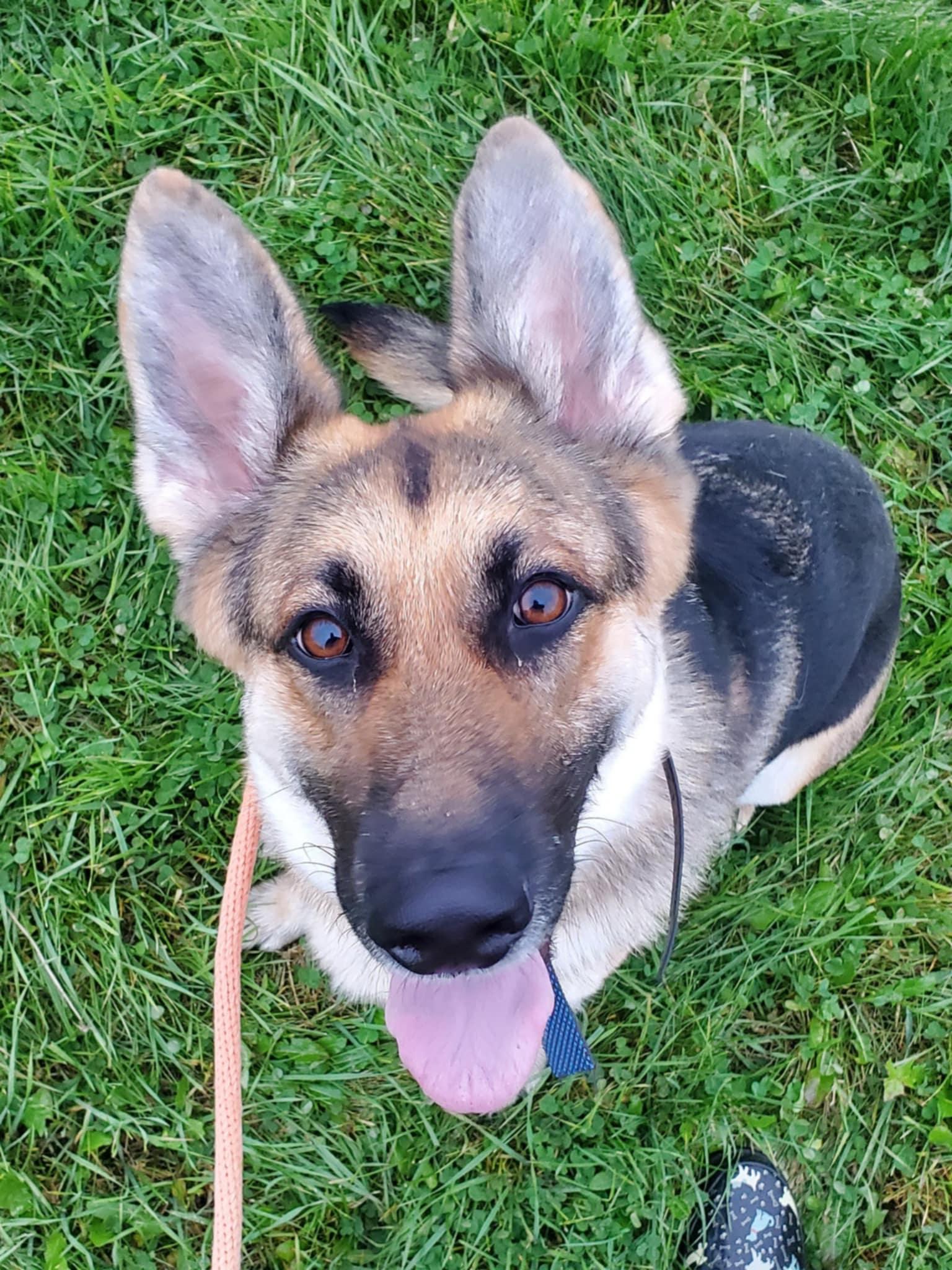 Enlarge Abira, a Adoptable German Shepherd Dog in Hugo, MN image 1/3