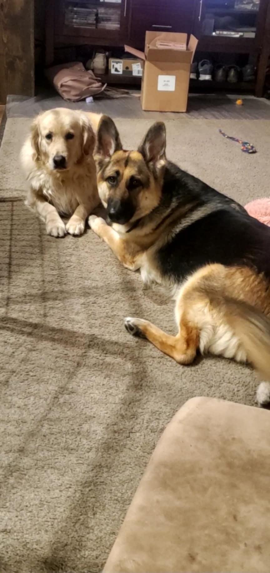 Enlarge Abira, a Adoptable German Shepherd Dog in Hugo, MN image 2/3