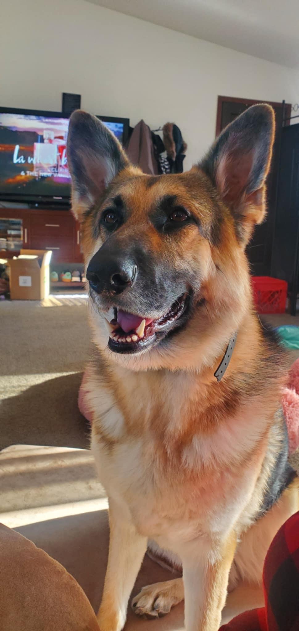 Enlarge Abira, a Adoptable German Shepherd Dog in Hugo, MN image 3/3