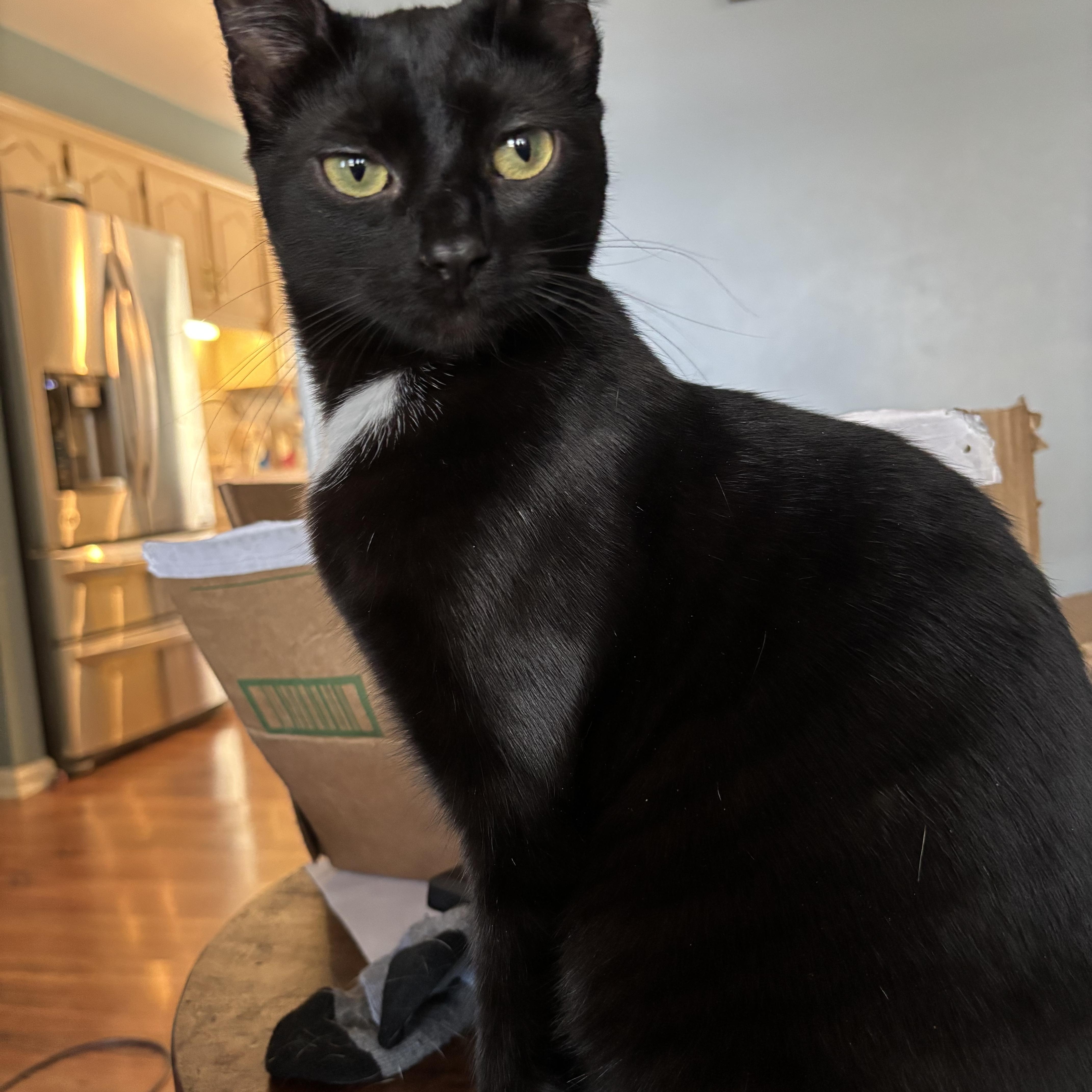 Jellybean, a ADOPTABLE Domestic Short Hair in Statesboro, GA image 1/3