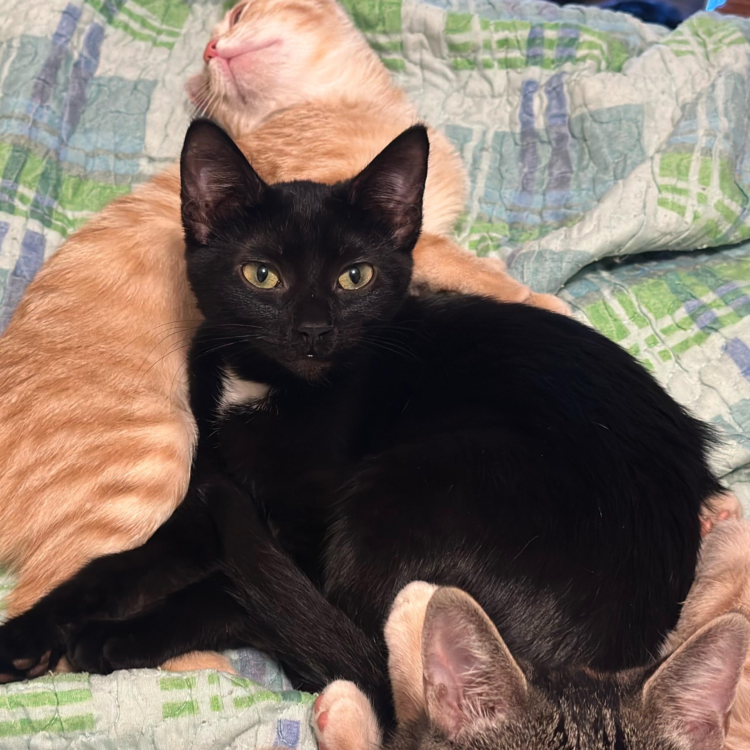 Jellybean, a ADOPTABLE Domestic Short Hair in Statesboro, GA image 2/3