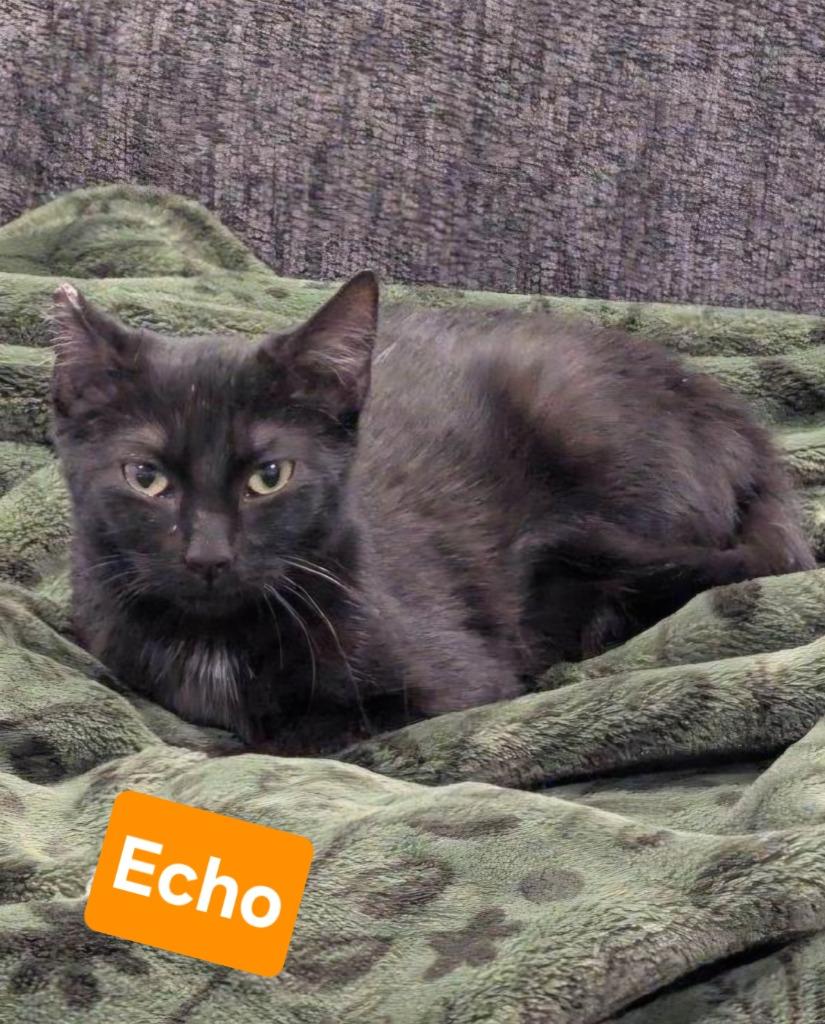 Enlarge Echo, a Adoptable mixed breed in Manchester, TN image 1/1
