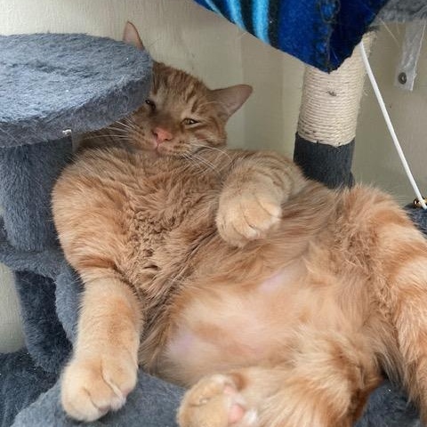 Enlarge Robin - best friends with Trever, a Adoptable Domestic Short Hair in Kankakee, IL image 1/5