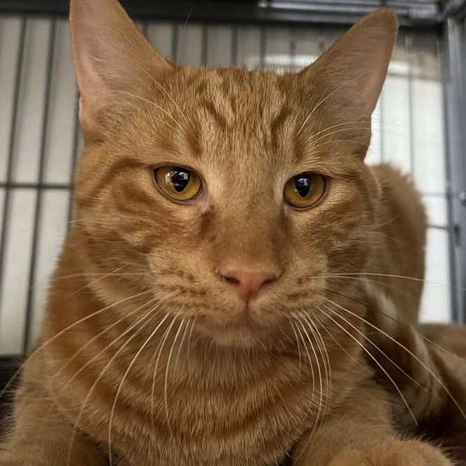 Robin - best friends with Trever, Adoptable, Young Male Tiger.