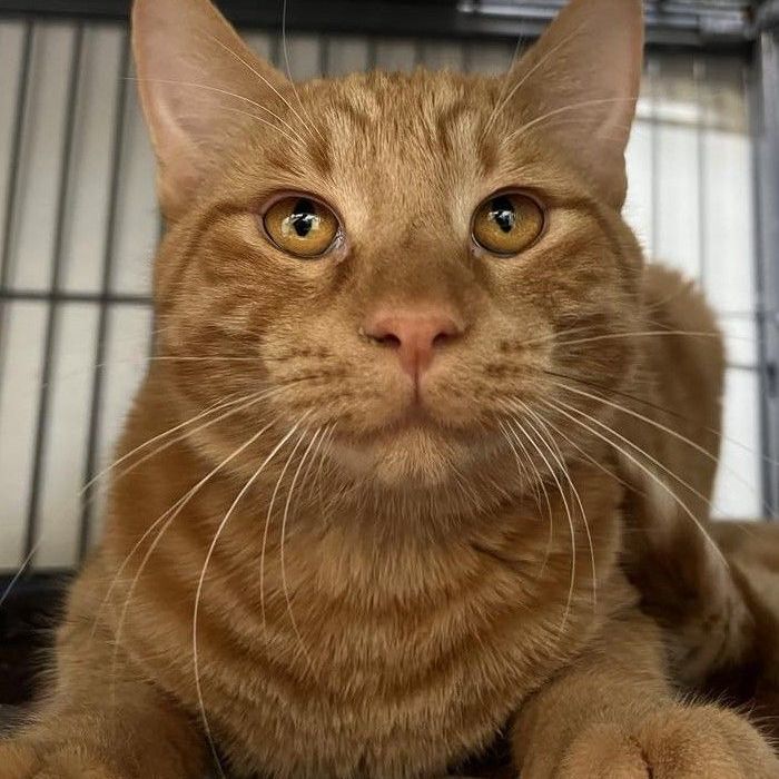 Robin - best friends with Trever, a Adoptable Tiger in Kankakee, IL image 2/6