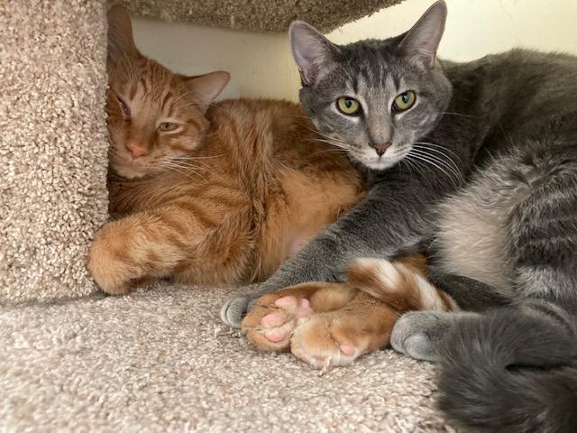 Enlarge Robin - best friends with Trever, a Adoptable Domestic Short Hair in Kankakee, IL image 3/5