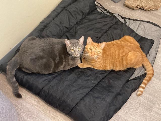 Enlarge Robin - best friends with Trever, a Adoptable Domestic Short Hair in Kankakee, IL image 5/5