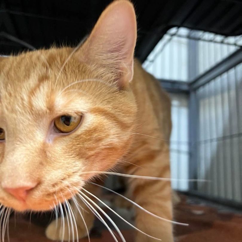 Robin - best friends with Trever, Adoptable, Young Male Tiger.